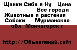 Щенки Сиба и Ну › Цена ­ 35000-85000 - Все города Животные и растения » Собаки   . Мурманская обл.,Мончегорск г.